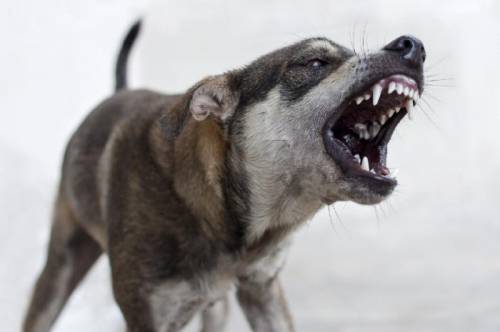 В Потапово возобновилась борьба с бродячими собаками