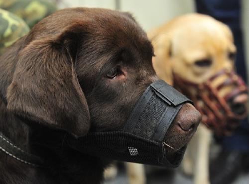Под защитой лабрадоров, колли и ризеншнауцеров: следить за порядком на МЦК помогают обученные собаки