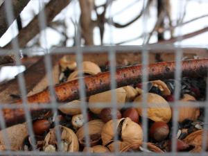 Спят в тепле и грызут шишки: беличий домик Потапово переживает свою первую зиму
